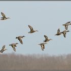 enten für gänse...