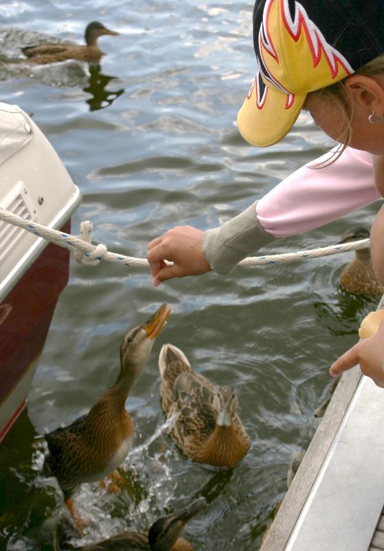 Enten füttern