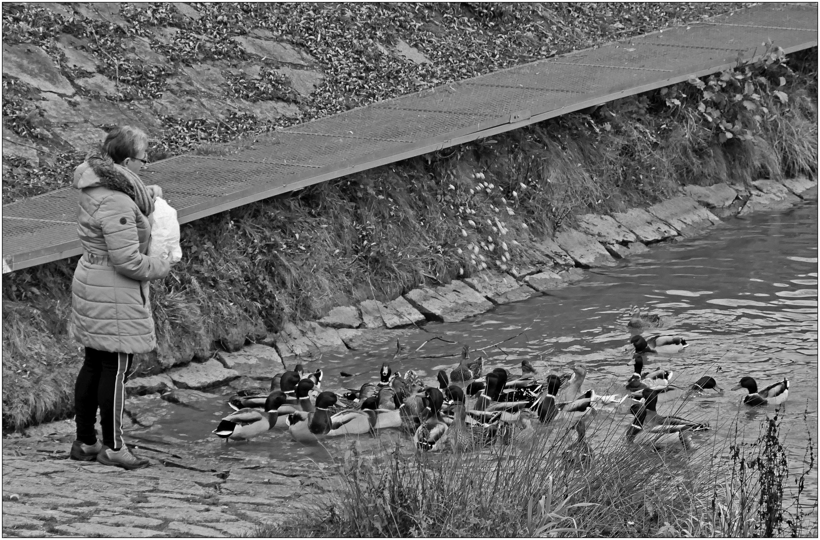 Enten füttern