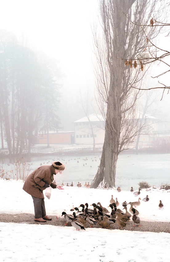 Enten füttern