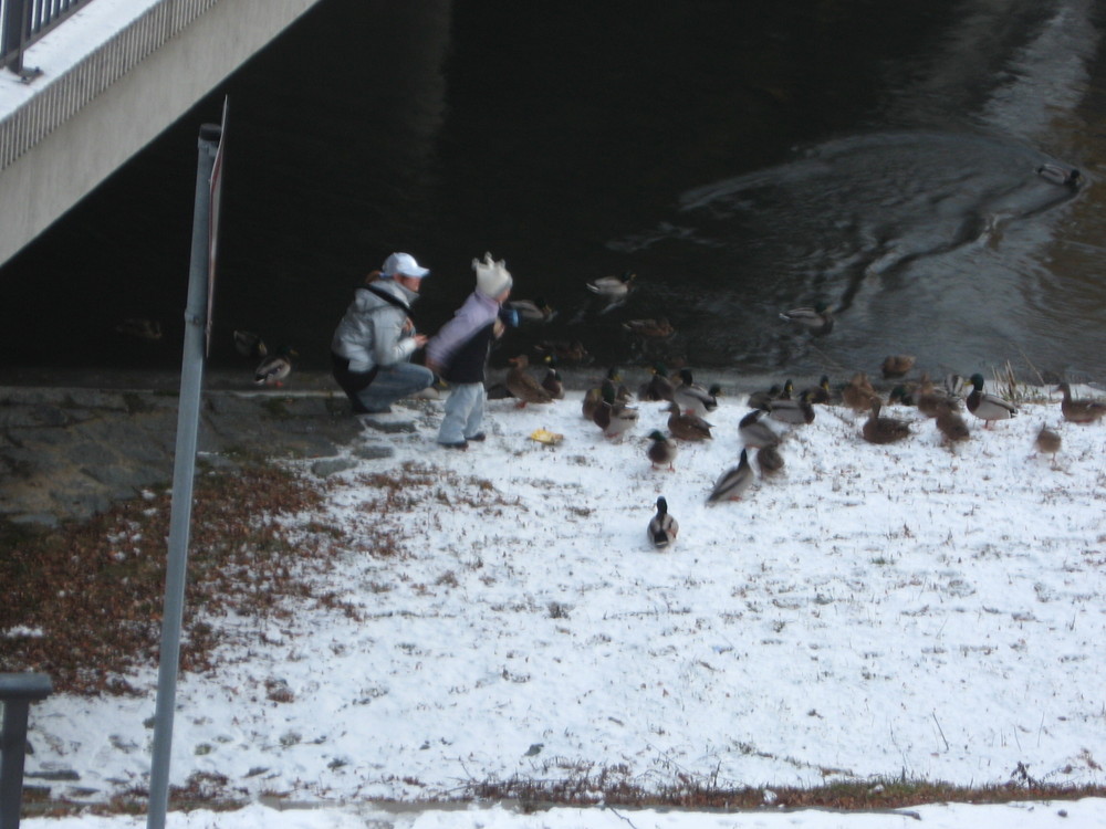 enten füttern das macht spaß