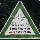 Enten füttern ist kein Naturschutz