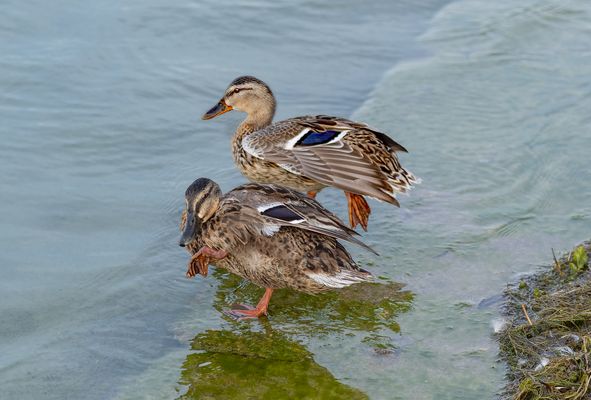 Enten gab es dann später auch beim Chinesen