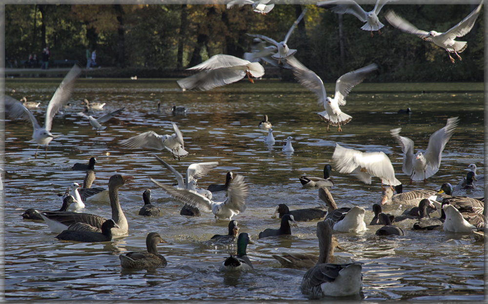 Enten, Gänse, Möwen...aber diesmal keine Schwäne