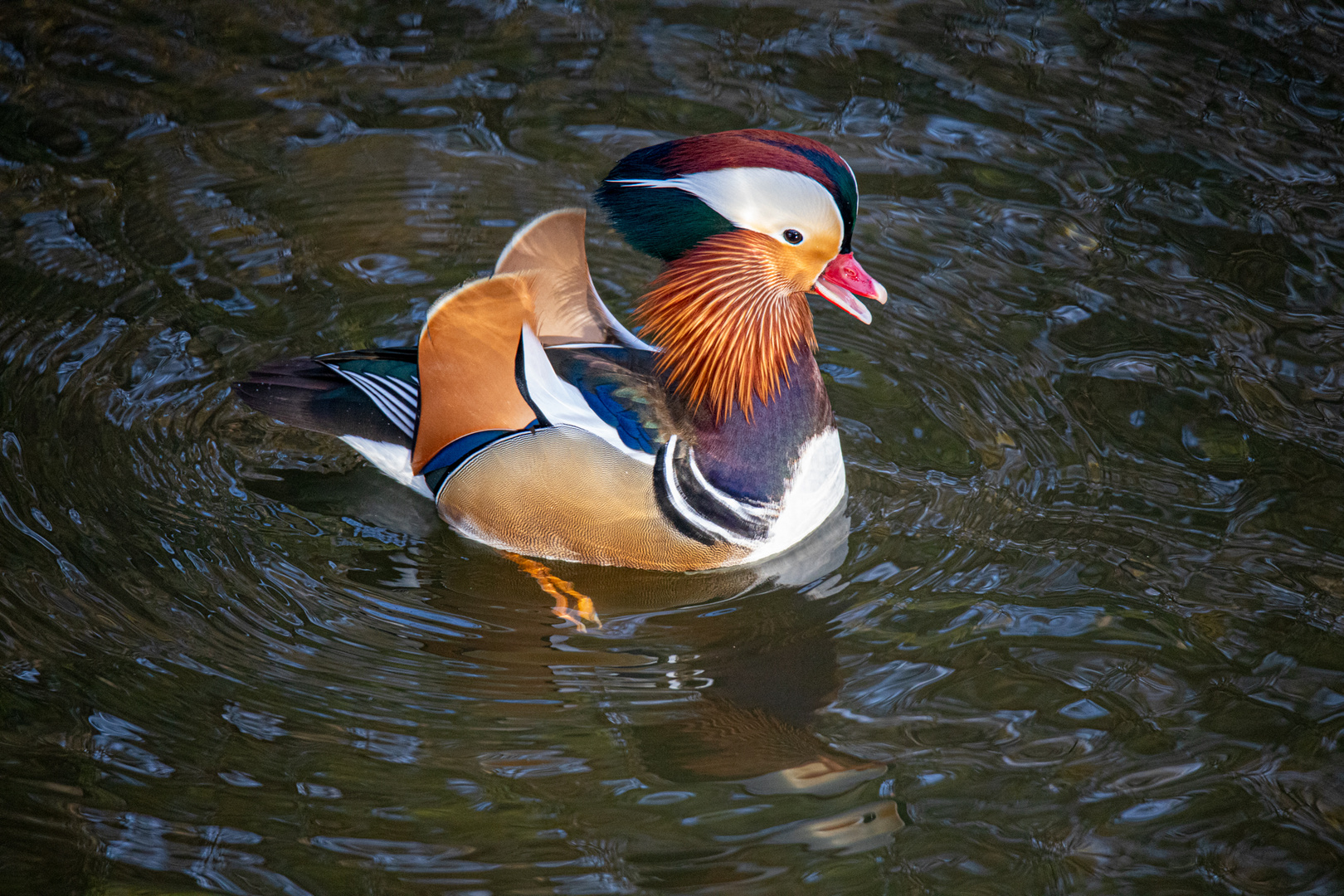 „Enten gehen immer““