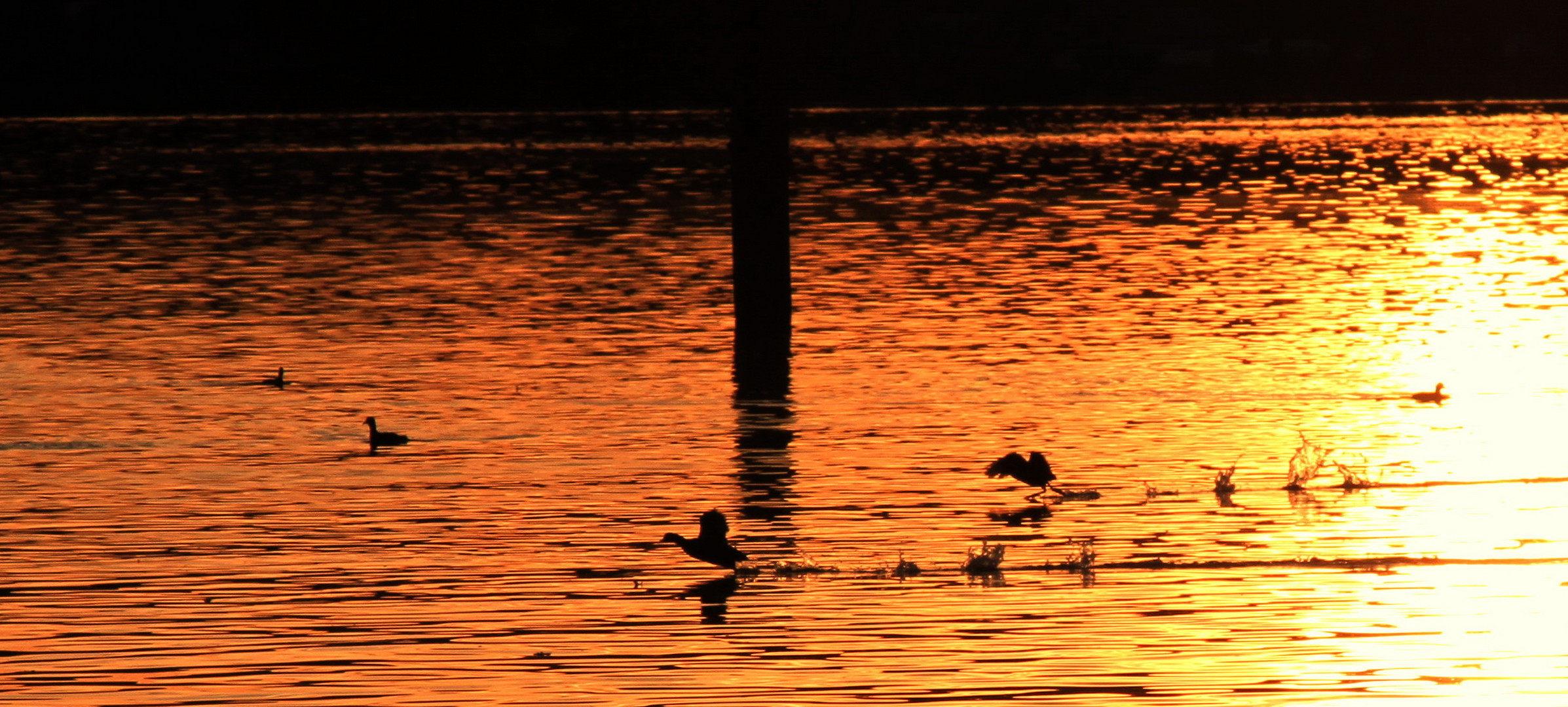 Enten genießen Sonnenuntergang