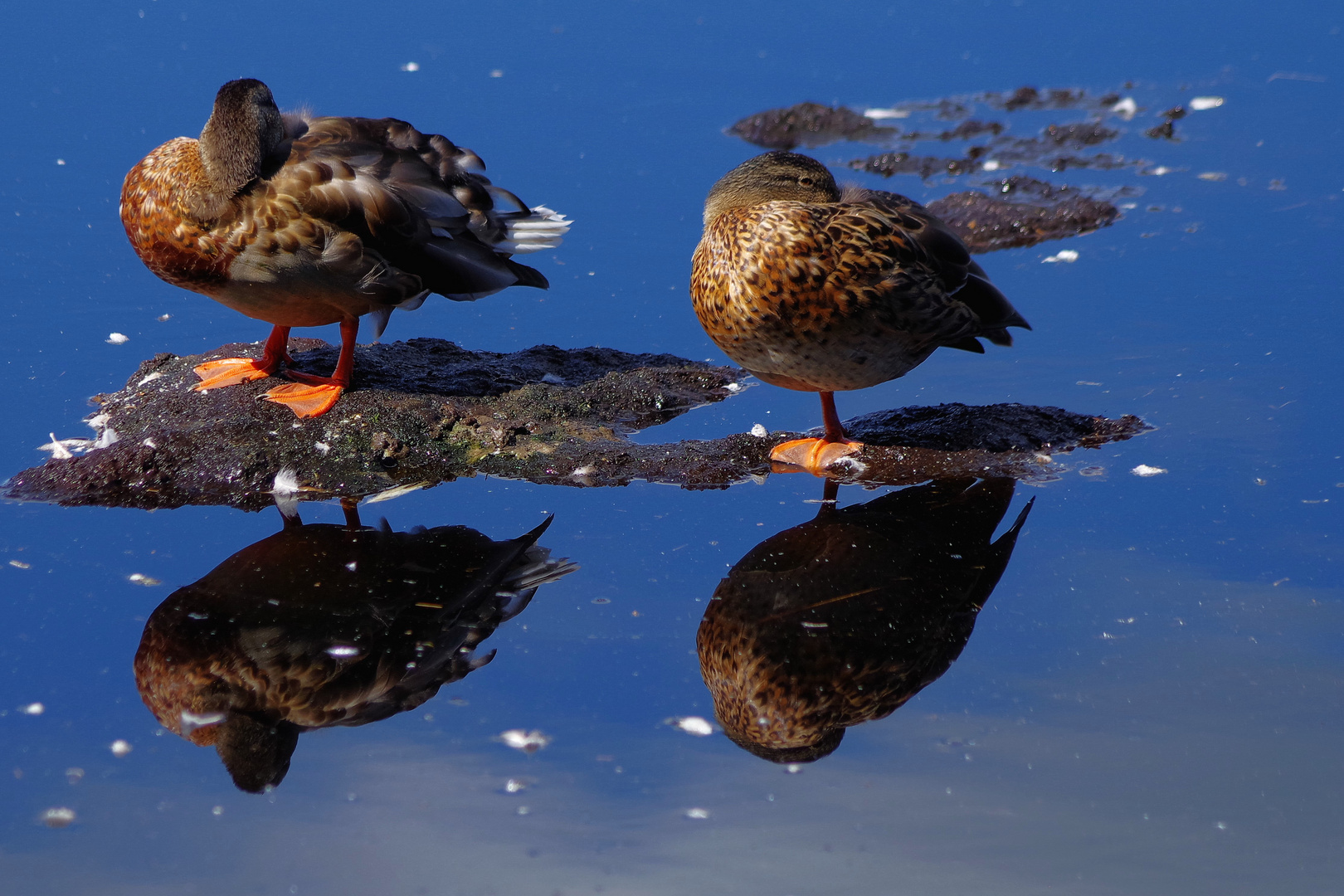 Enten gespiegelt, nicht gebraten ;-)