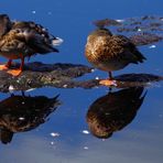 Enten gespiegelt, nicht gebraten ;-)