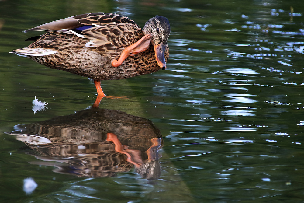 Enten-Gruß