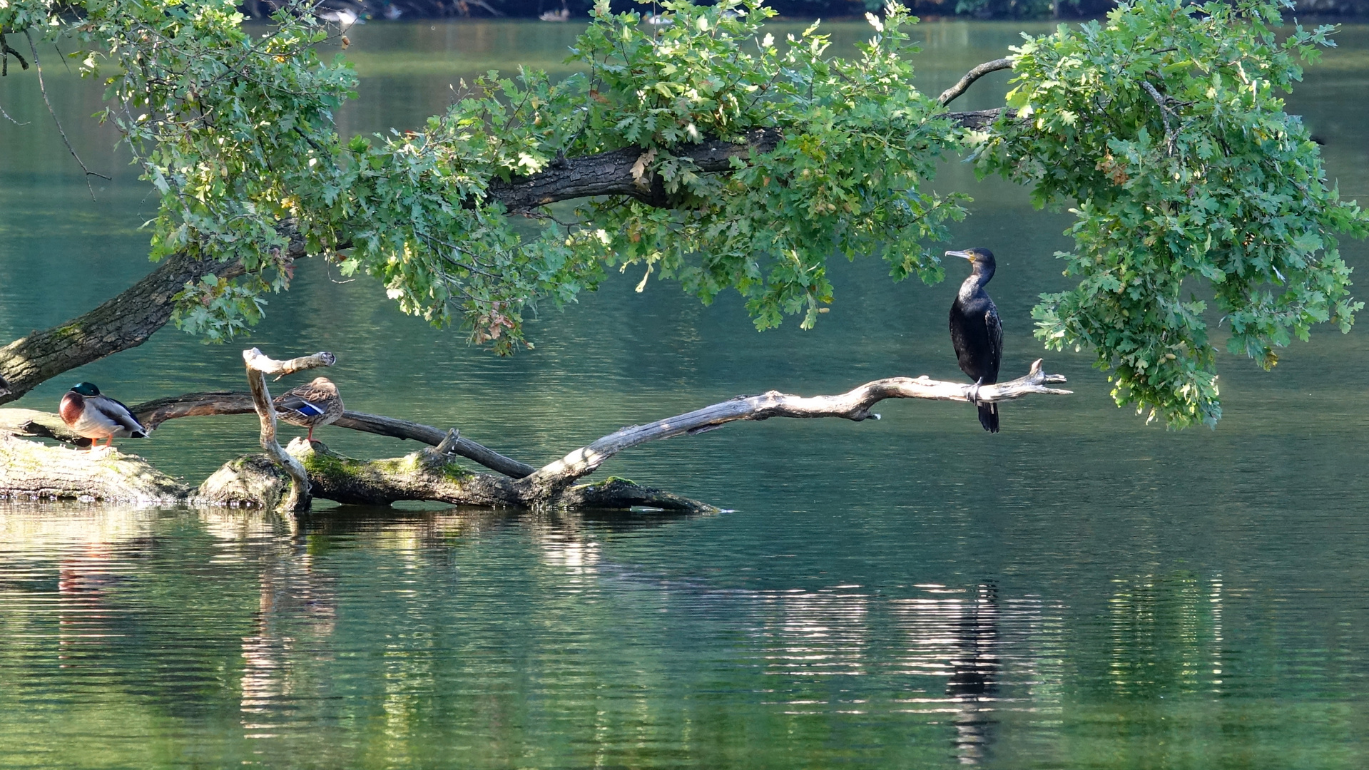 Enten haben es gut, müssen keine Fische jagen