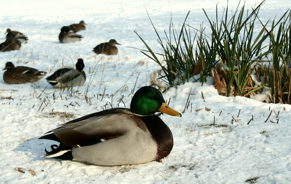 Enten haben es schwer zurzeit