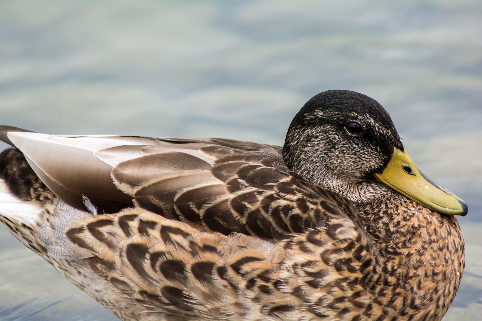 Enten haben früh morgens keinen Hals