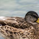 Enten haben früh morgens keinen Hals