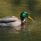 Enten II