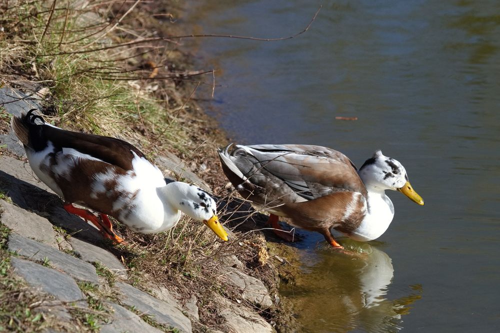 Enten (II)