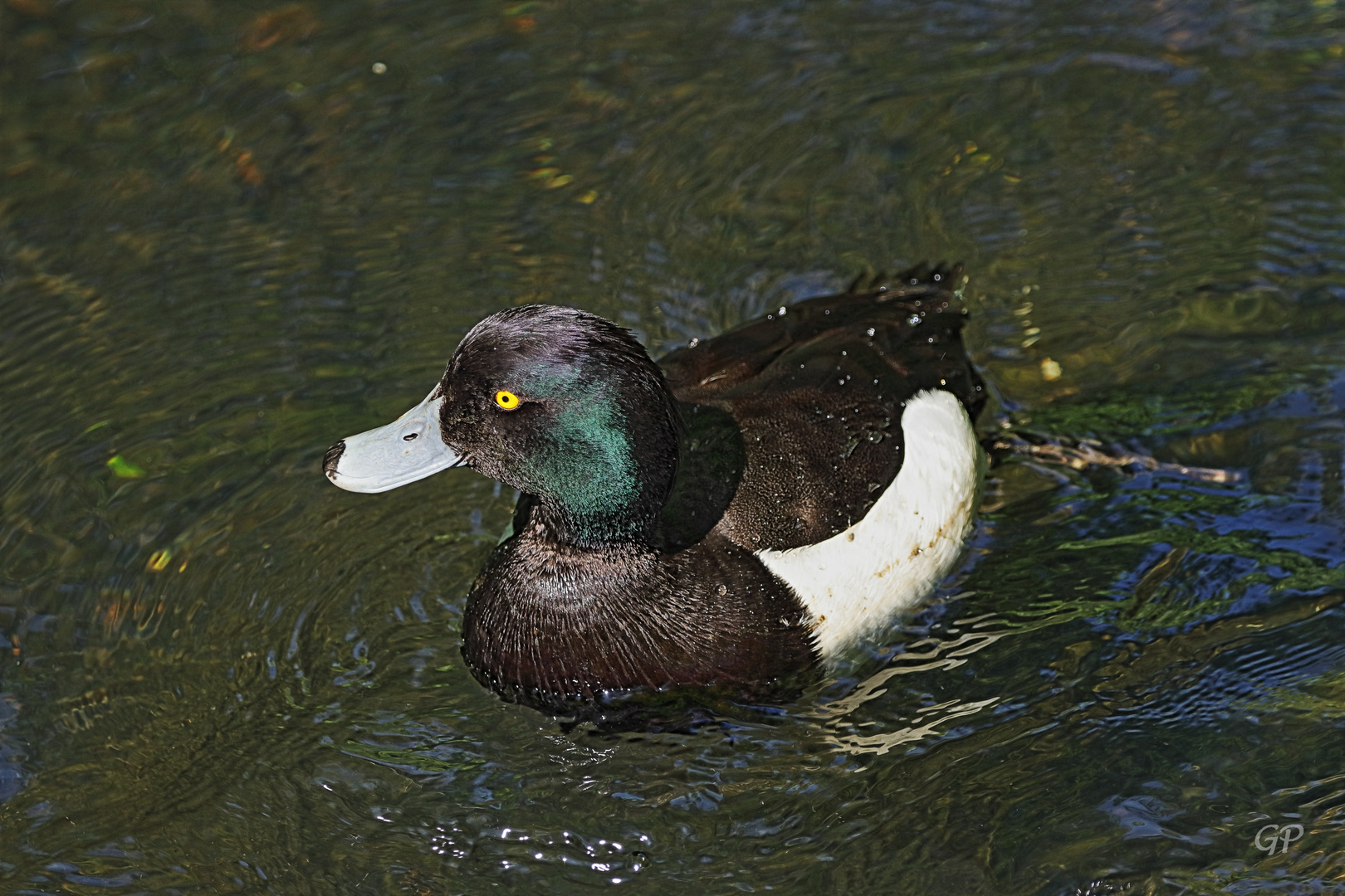 Enten III