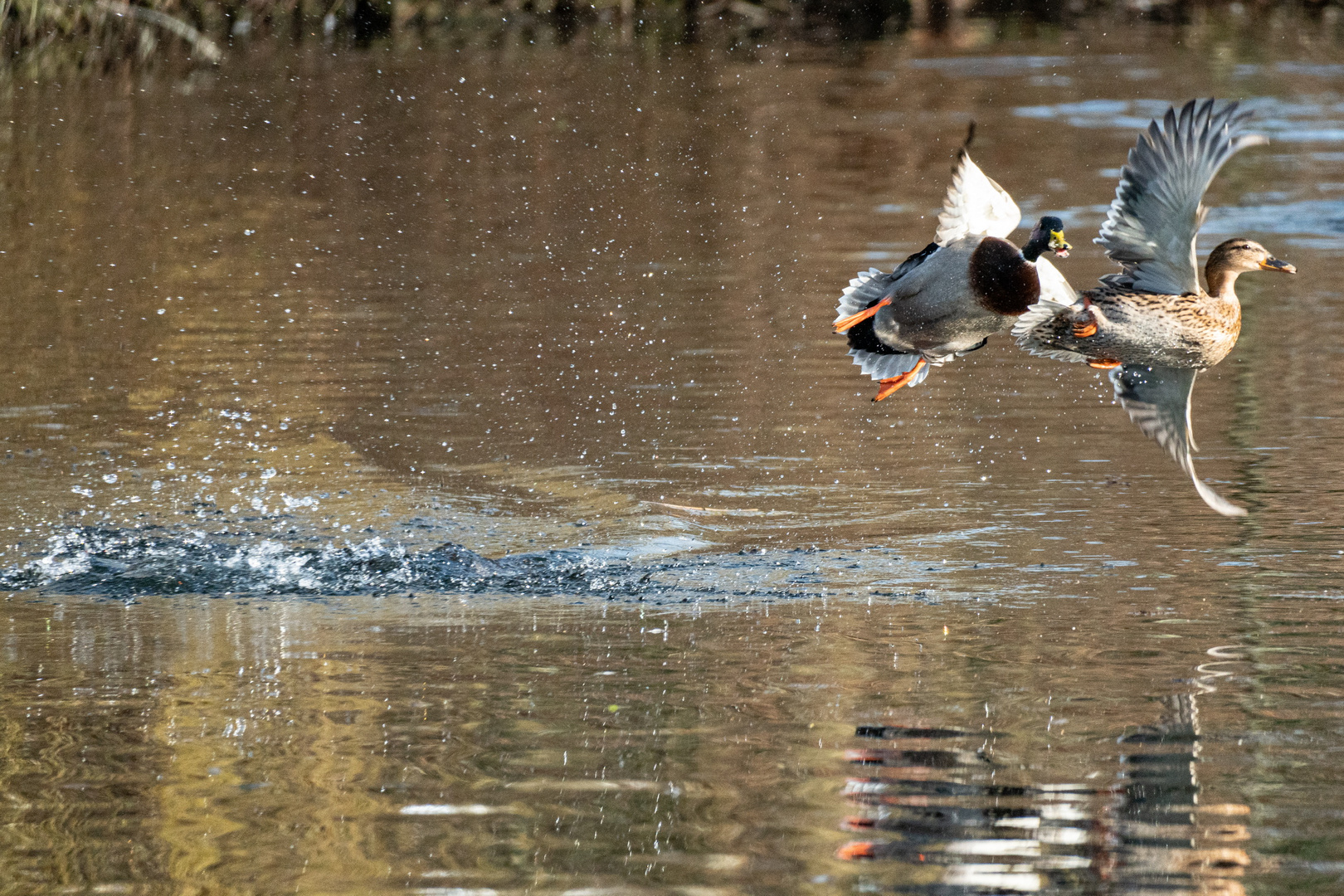 Enten im Abflug