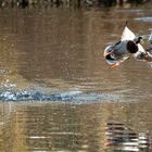 Enten im Abflug