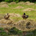 Enten im Abnauendorfer Park (Leipzig)