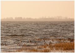 Enten im Achterwasser