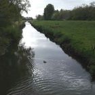 Enten im Augarten