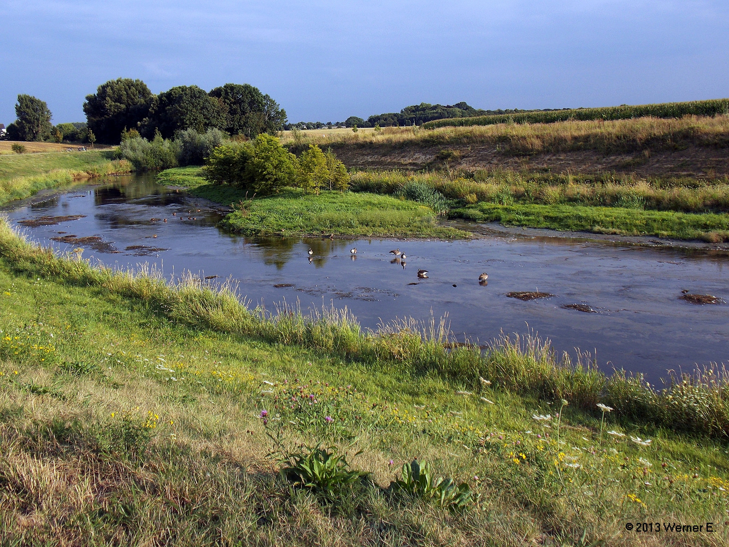 Enten im Bach II