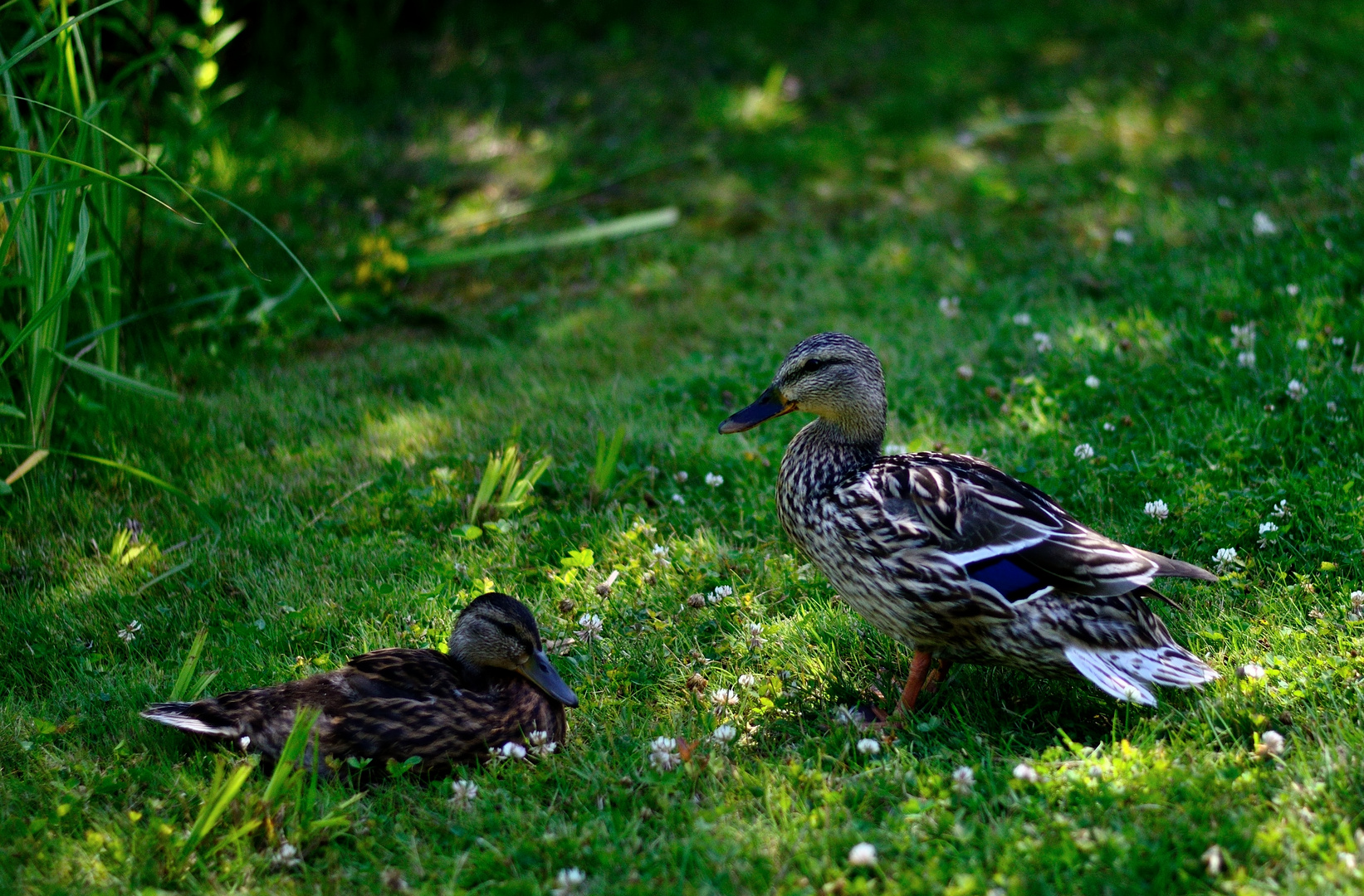 Enten im Britzergarten Sommer '13