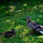 Enten im Britzergarten Sommer '13