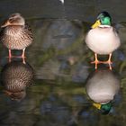 Enten im Bürgerpark in Bremen im Winter