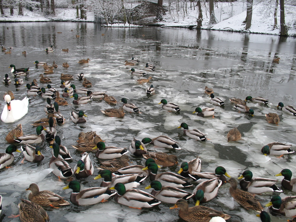 Enten im Christianentalteich im Winter