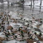 Enten im Christianentalteich im Winter