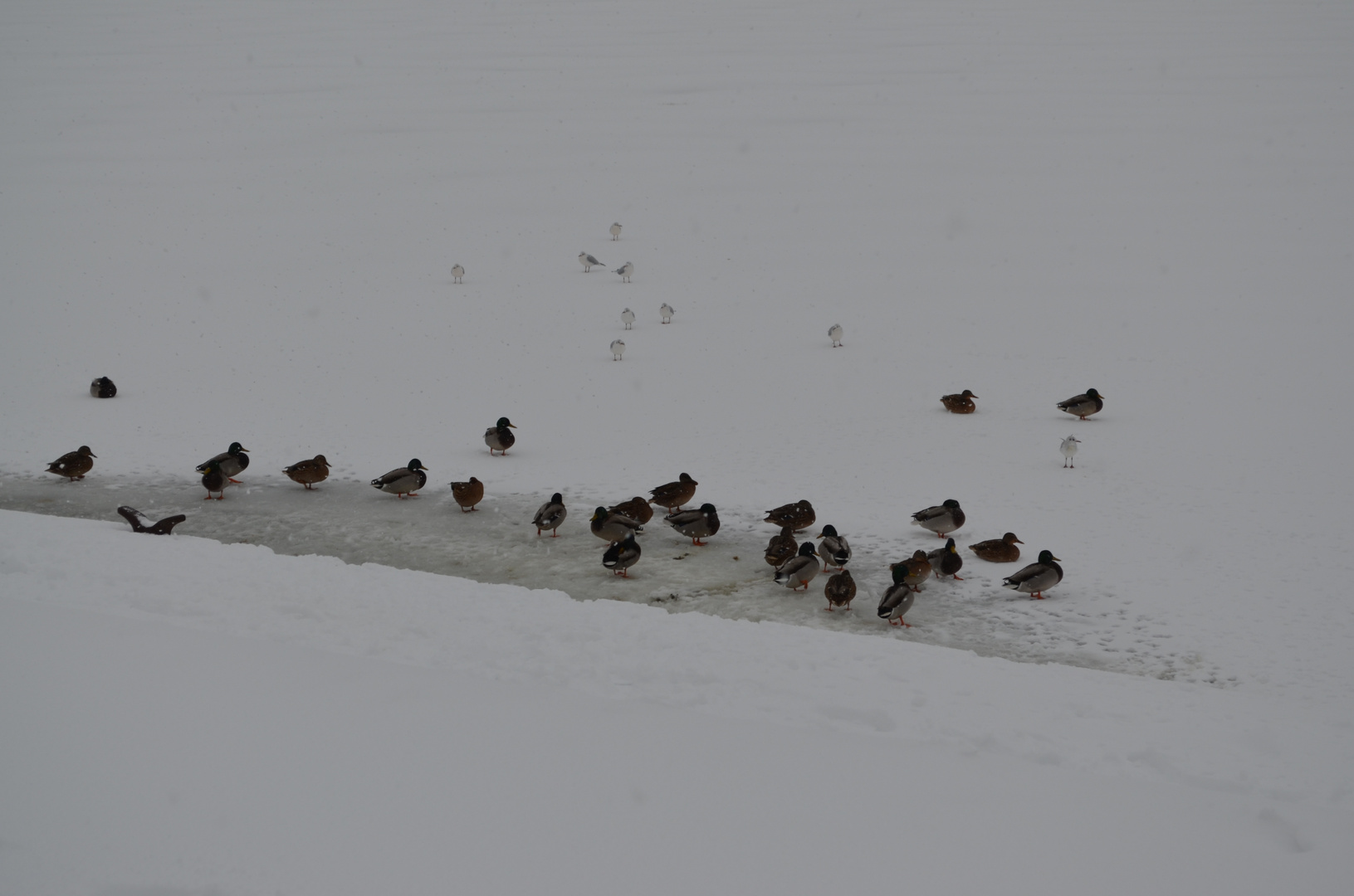 Enten im Eis