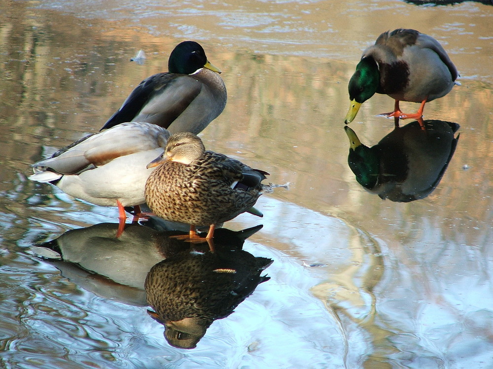 Enten im Eis