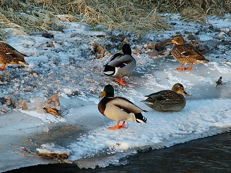 Enten im eis