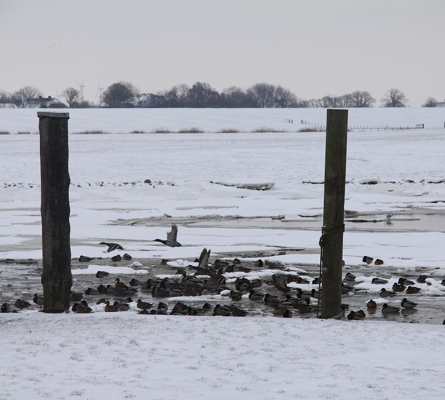 Enten im Eis