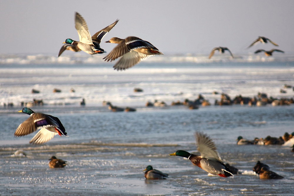 Enten im Eis-Watt (2)!