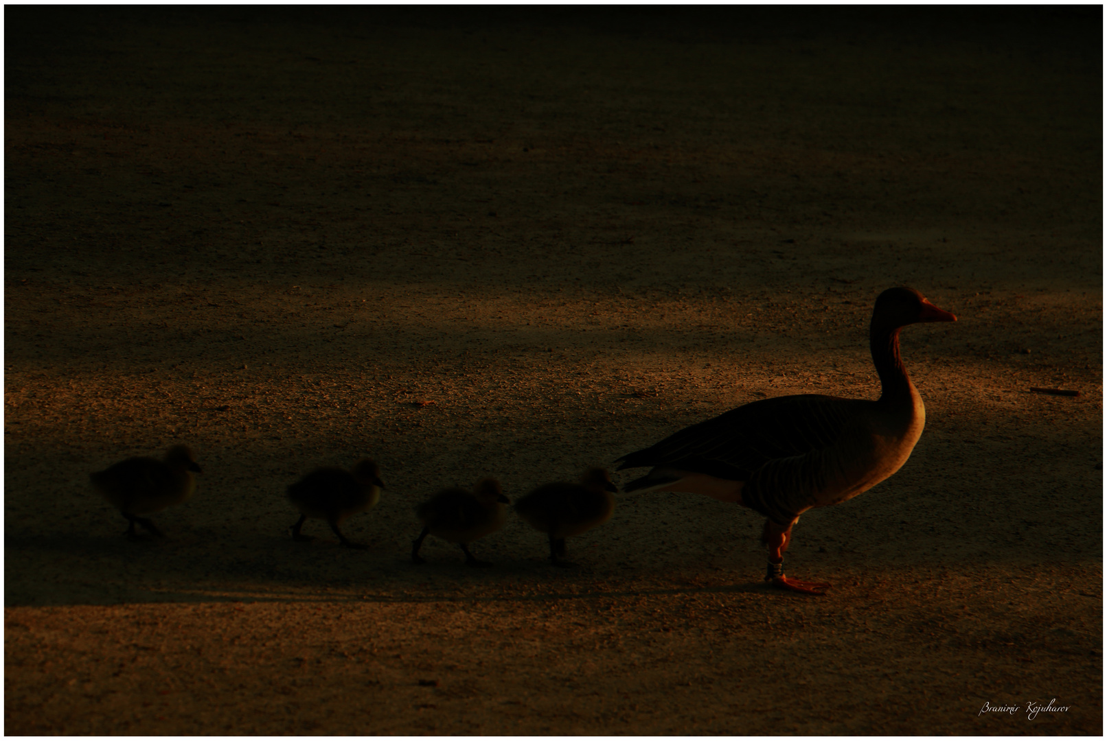 Enten im Englischen Garten