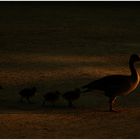 Enten im Englischen Garten