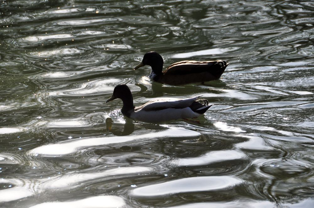 Enten im Englischen Garten in München