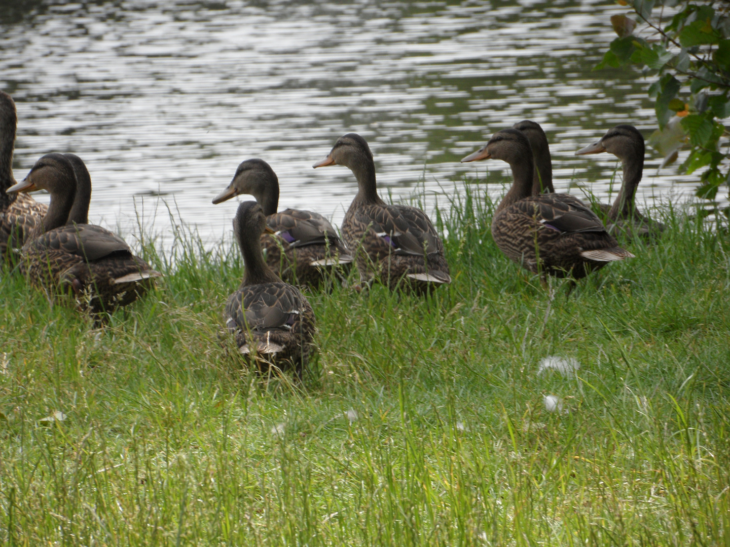 Enten im Falderapark