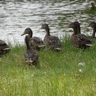 Enten im Falderapark