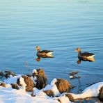 Enten im flüssigen Schnee ;)