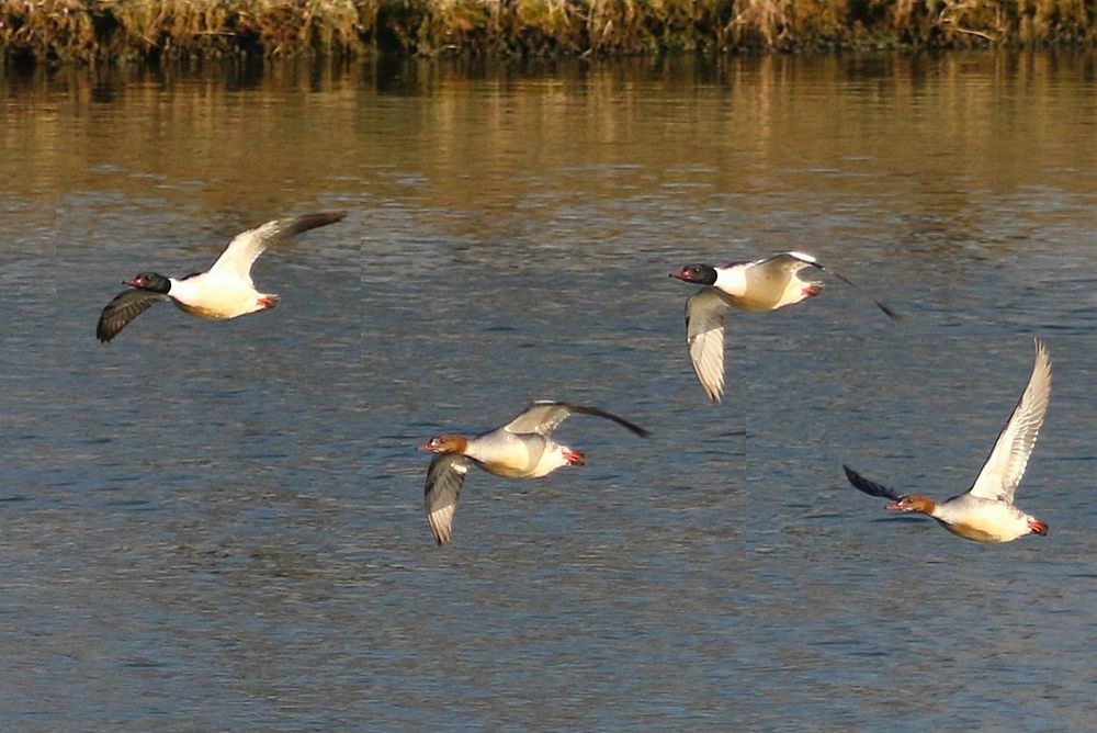 Enten im Flug