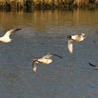 Enten im Flug