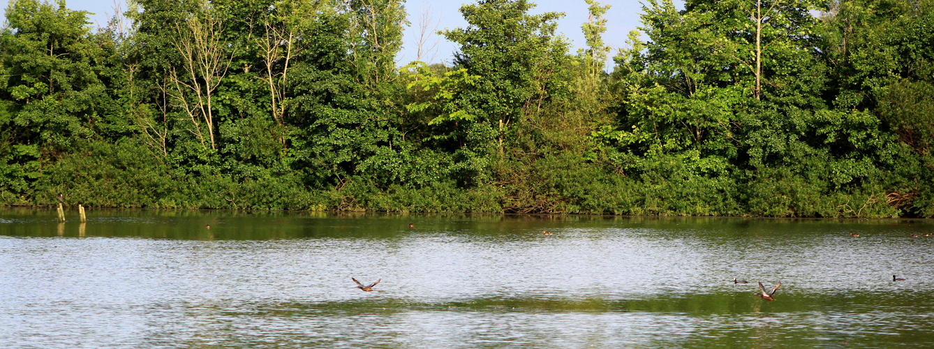 Enten im Flug ...