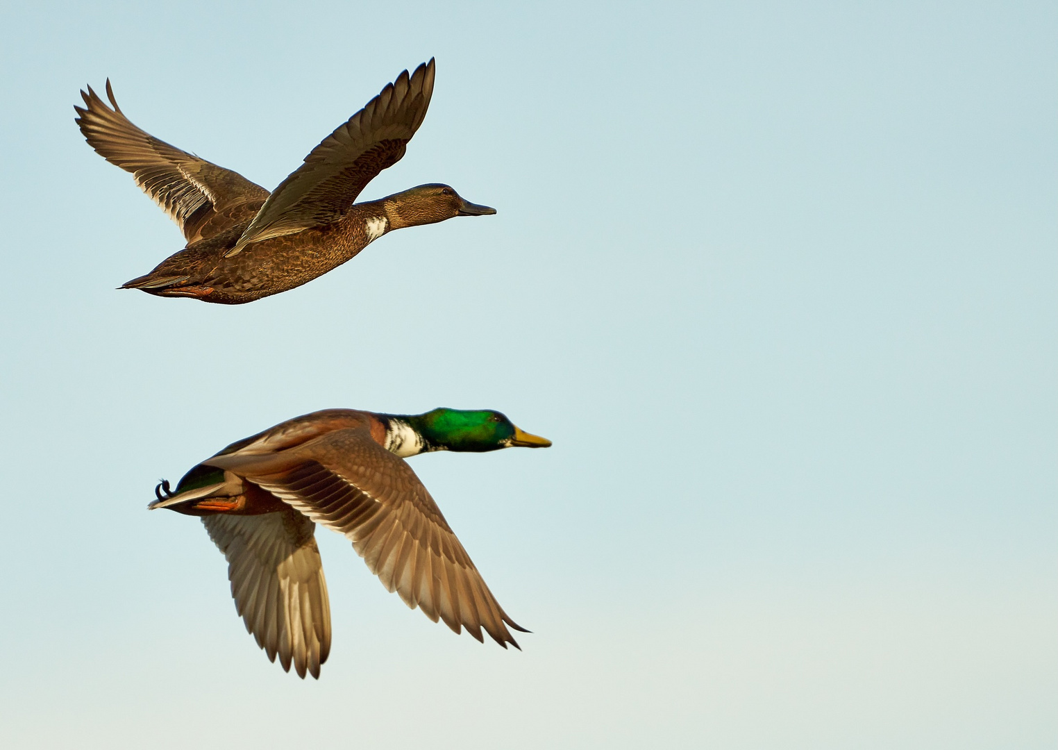 Enten im Flug