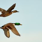 Enten im Flug