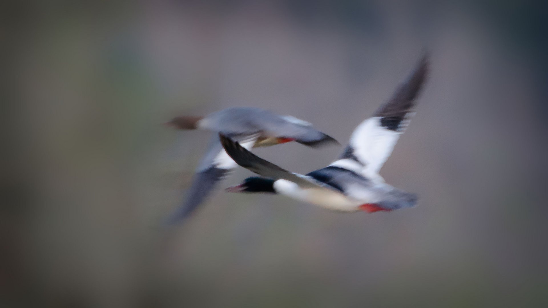 Enten im Flug