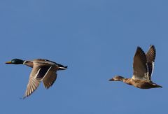 Enten im Flug