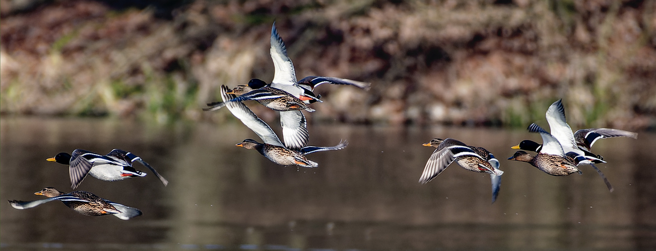 Enten im Flug